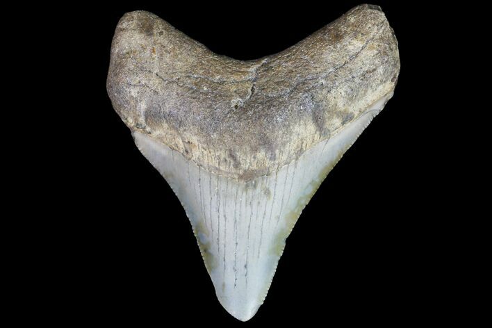 Bargain, Megalodon Tooth - North Carolina #76341